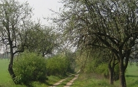 Galeria Podstrony Drzeczewo 9
