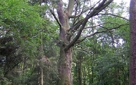 Galeria Podstrony Smogorzewo 3
