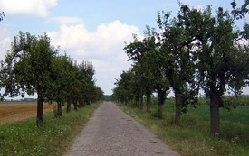 Galeria Podstrony Szelejewo 5